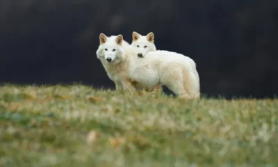 The First Successful De-Extinction in History